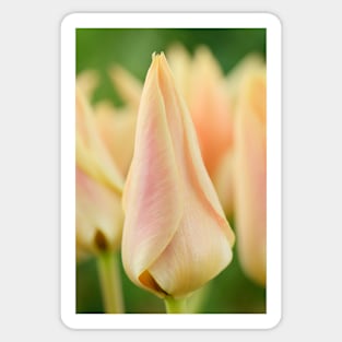 Tulipa  &#39;Fur Elise&#39;  Tulip  Greigii Group Sticker